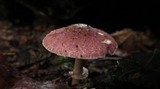 Lepiota roseolivida image