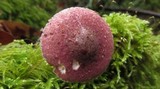 Lepiota roseolivida image