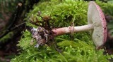 Lepiota roseolivida image