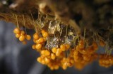 Badhamia utricularis image