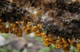 Badhamia utricularis image
