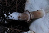 Leucoagaricus cupresseus image