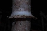Leucoagaricus cupresseus image