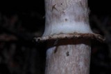Leucoagaricus cupresseus image