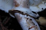 Leucoagaricus cupresseus image