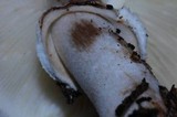 Leucoagaricus cupresseus image