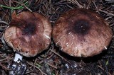 Leucoagaricus cupresseus image