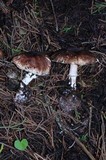 Leucoagaricus cupresseus image