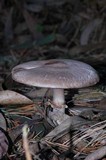 Agaricus hondensis image