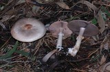 Agaricus hondensis image