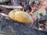 Crepidotus mollis image