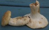 Russula pallescens image