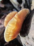 Crepidotus mollis image