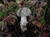 Amanita sect. Vaginatae image
