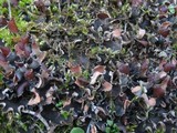 Peltigera ponojensis image