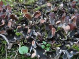 Peltigera ponojensis image