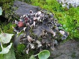 Peltigera ponojensis image
