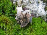 Peltigera ponojensis image