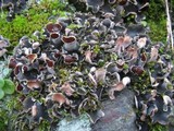 Peltigera ponojensis image