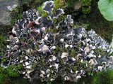 Peltigera ponojensis image