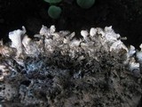 Peltigera ponojensis image