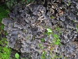 Peltigera ponojensis image
