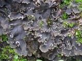 Peltigera ponojensis image