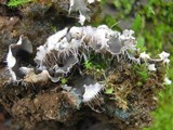 Peltigera ponojensis image