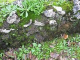 Peltigera ponojensis image