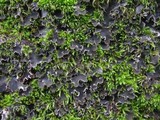 Peltigera ponojensis image