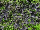 Peltigera ponojensis image