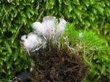 Peltigera ponojensis image