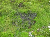 Peltigera ponojensis image