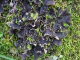 Peltigera polydactylon image