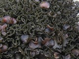 Lathagrium cristatum image