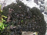 Lathagrium cristatum image