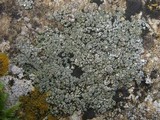 Aspicilia contorta image
