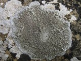 Aspicilia radiosa image