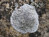 Aspicilia radiosa image