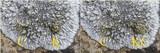 Aspicilia radiosa image