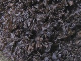 Leptogium schraderi image