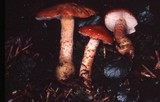 Cystodermella cinnabarina image