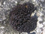 Leptogium schraderi image