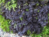 Leptogium gelatinosum image