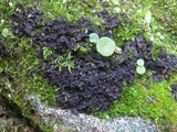 Leptogium gelatinosum image