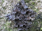 Leptogium cochleatum image