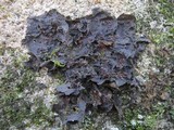 Leptogium cochleatum image