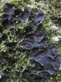 Leptogium cyanescens image