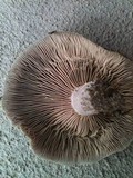 Lactarius paradoxus image