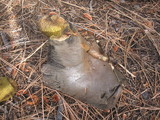Boletus zelleri image